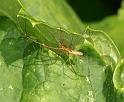 Tetragnatha_extensa_D3089_Z_88_Loosdrechtse plassen_Nederland